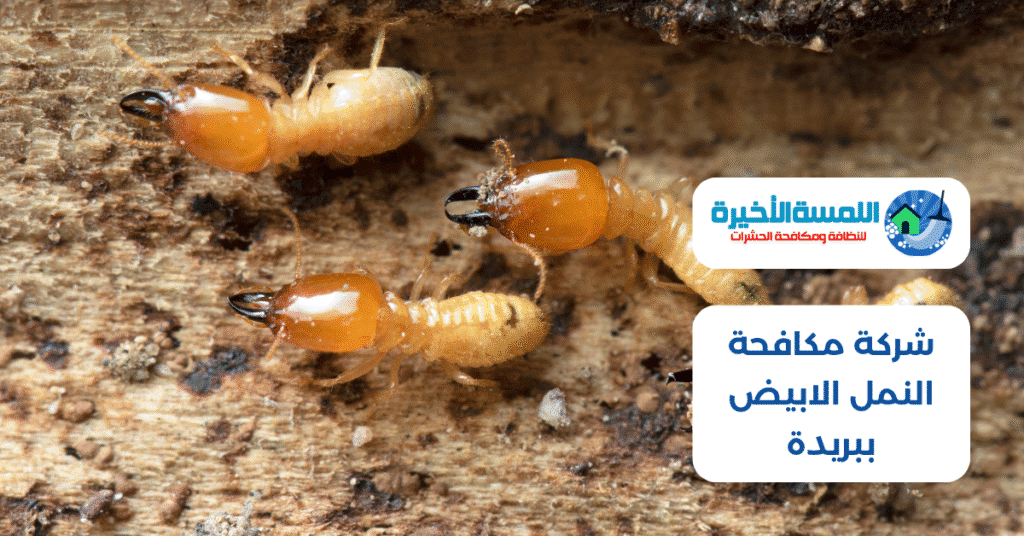 شركة مكافحة النمل الابيض ببريدة
